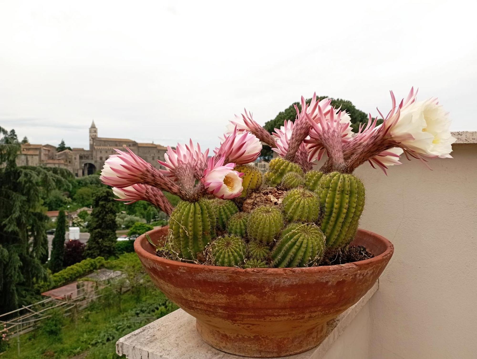 Bed and Breakfast Le Petit Relais Viterbo Exterior foto